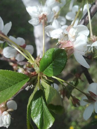 blooming cherry in the gardenの写真素材