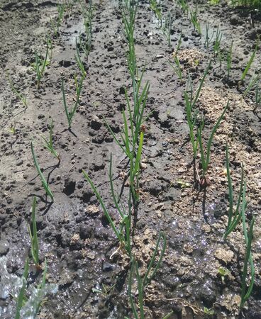 green onions in the gardenの写真素材