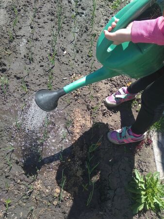 girl watering onions in the gardenの写真素材