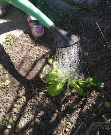 girl watering flowers in the gardenの写真素材