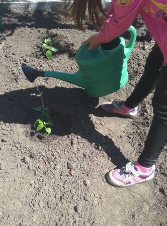 girl watering seedlings in the gardenの写真素材