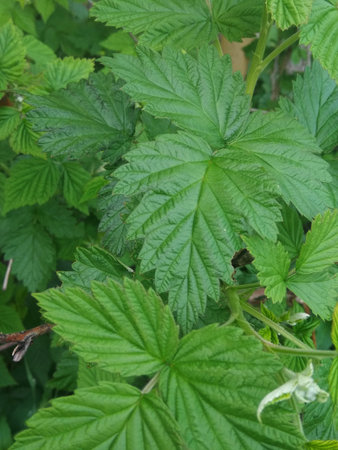 currant leaves close-up
