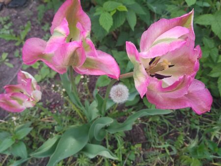 pink tulips in the gardenの写真素材