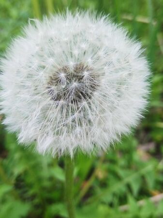 dandelion close-up with blur background.の写真素材