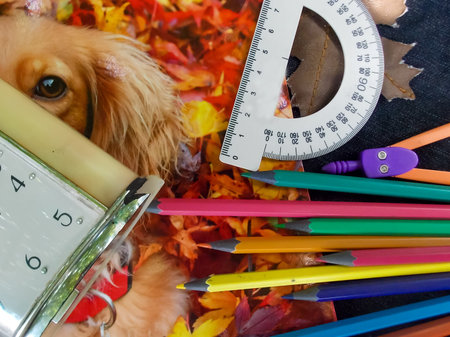 back to school after quarantine