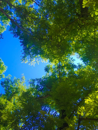 tops of green trees against a blue sky