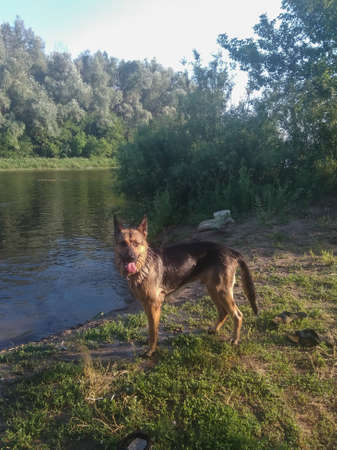 German shepherd on the riverの写真素材