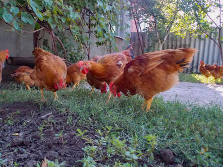 roosters walk in the gardenの写真素材