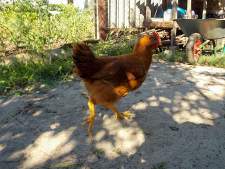 roosters walk in the gardenの写真素材