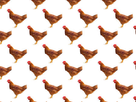 brown roosters on white backgroundの写真素材