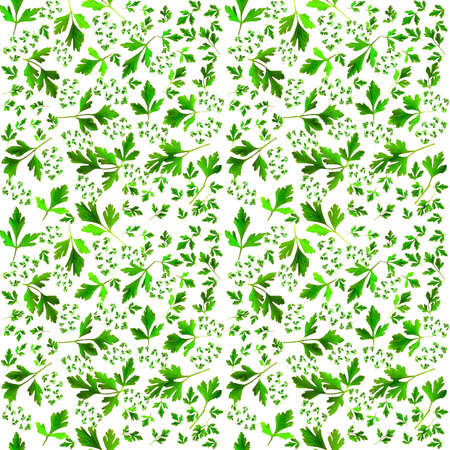 green parsley leaves on white backgroundの写真素材