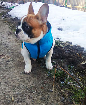 Little french bulldog puppy for a walkの写真素材
