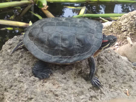 Turtles on rocks near the waterの写真素材