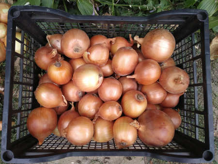 golden onion in black boxの写真素材