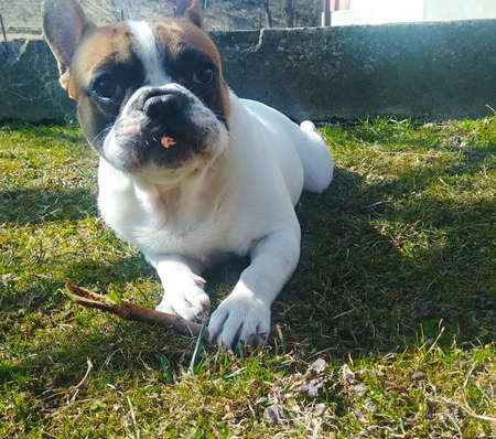 French bulldog puppy on the grassの写真素材