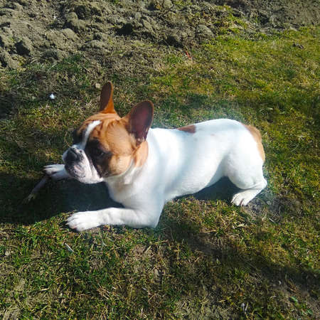 French bulldog puppy on the grassの写真素材