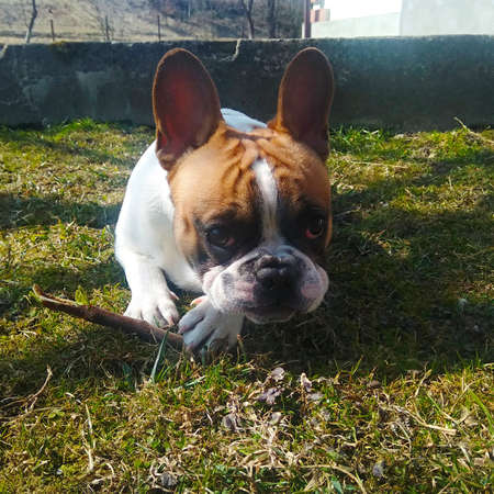 French bulldog puppy on the grassの写真素材
