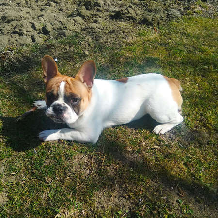 French bulldog puppy on the grassの写真素材