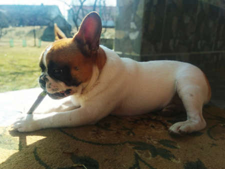 French bulldog puppy on the grassの写真素材