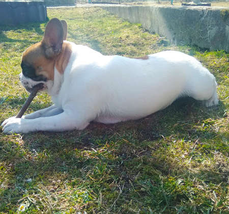 French bulldog puppy on the grassの写真素材