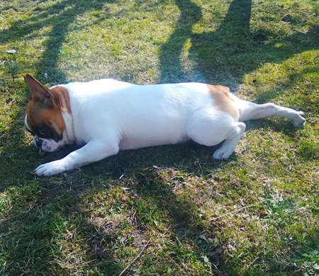 French bulldog puppy on the grassの写真素材