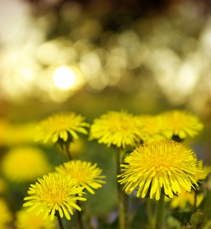 Yellow flowers under sky の写真素材