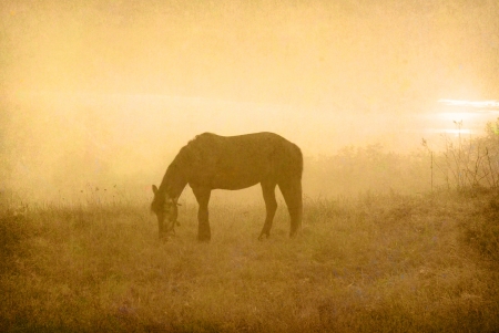 Horse grazing in grass fieldの写真素材