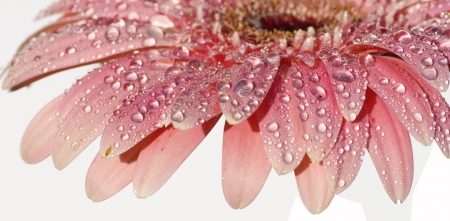 Flowers on a white backgroundの写真素材