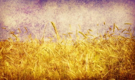 Ears of wheat on a grunge backgroundの写真素材