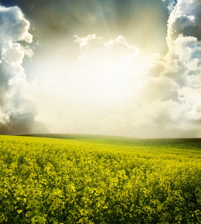Green meadow under blue sky with cloudsの写真素材