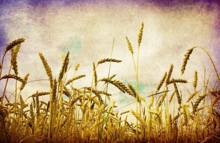 Yellow ears on the fieldの写真素材