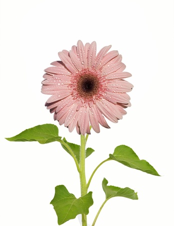 Gerbera Daisy - on whiteの写真素材