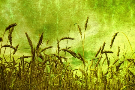 Ears of wheat on a grunge backgroundの写真素材