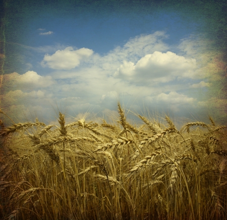 Field of wheat; vintage photoの写真素材