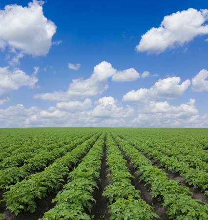 potato field  under blue sky の写真素材