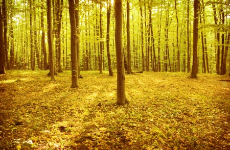 vintage  forest photoの写真素材
