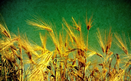 Ears of wheat on a grunge backgroundの写真素材