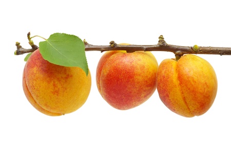 Fresh apricot on white background の写真素材