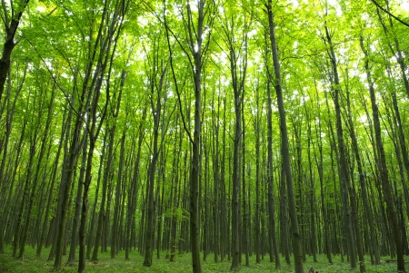 Sunlight in the green forest, spring timeの写真素材