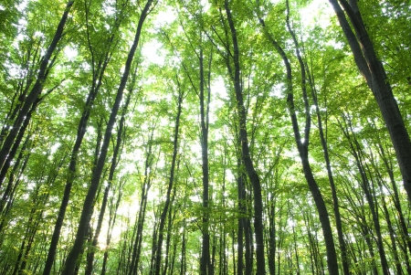 Sunlight in the green forest, spring timeの写真素材