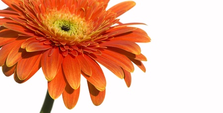 Gerbera Daisy - on white
の写真素材