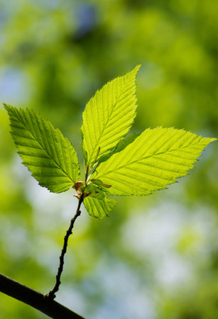 Summer Green Maple Leaf Background