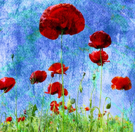 Photo of a poppies pasted on a grunge backgroundの写真素材