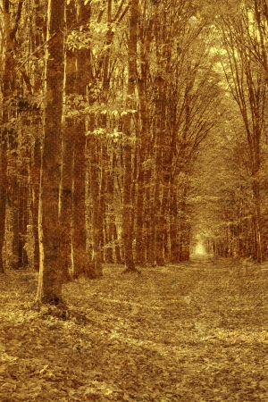 vintage  forest photoの写真素材