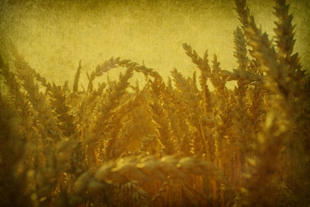   Ears of wheat on a grunge backgroundの写真素材