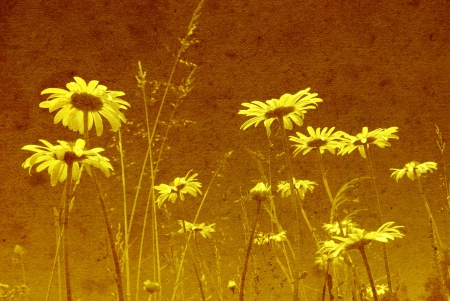 Beautiful field of daisy flowers in grunge parchment styleの写真素材