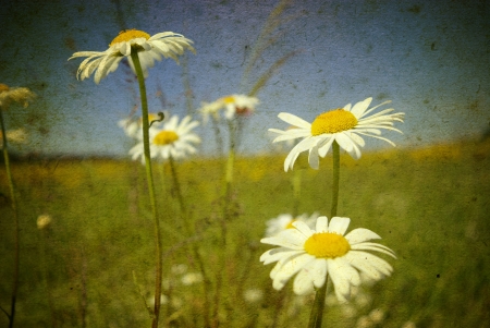 Beautiful field of daisy flowers in grunge parchment styleの写真素材