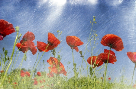 Photo of a poppies pasted on a grunge backgroundの写真素材