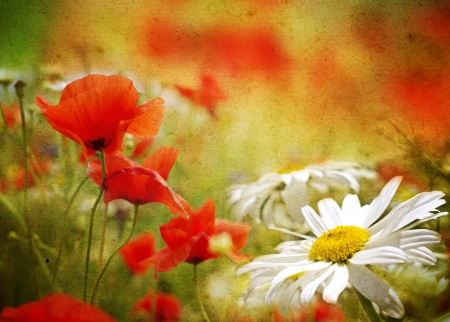 Photo of a poppies pasted on a grunge background の写真素材