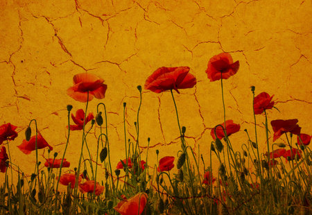 Photo of a poppies pasted on a grunge backgroundの写真素材